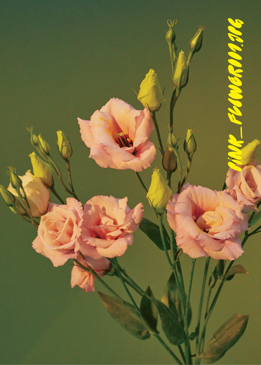 Pink_Flower001.jpg - Digital Download - Drool Lab